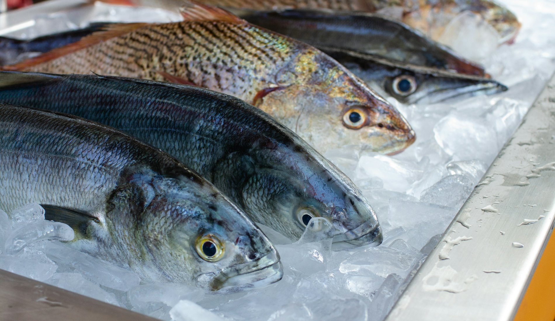 Pescado fresco sobre hielo